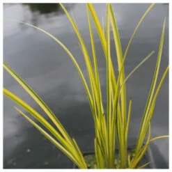 Acorus Gramineus Ogon - Golden Variegated Sweet Flag