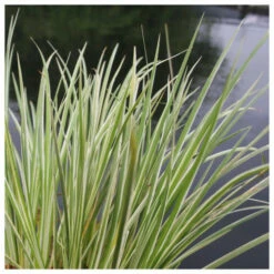 Acorus Gramineus Variegatus - Variegated Slender Sweet Flag