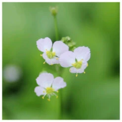 Alisma Plantago Aquaticum - Water Plantain