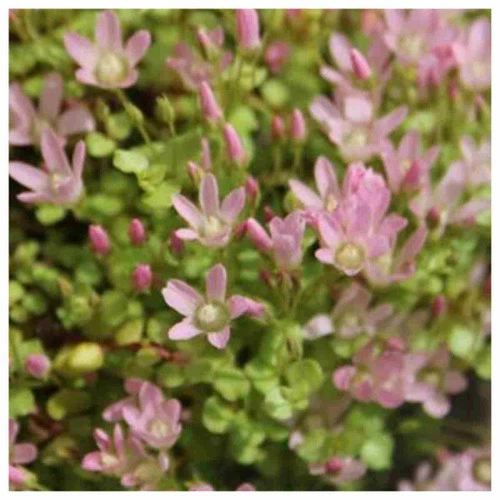 Anagallis Tenella - Bog Pimpernel