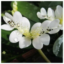 Aponogeton Distachyos - Water Hawthorn