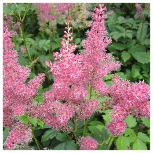 Astilbe Pink - False Goats Beard - Image 3