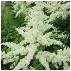 Astilbe White - False Goats Beard