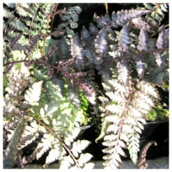 Athyrium Niponicum Metallicum - Japanese Painted Fern