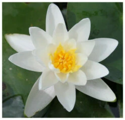 Nymphaea Albatross - White Water Lily