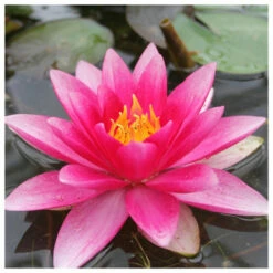 Nymphaea Attraction - Red Water Lily