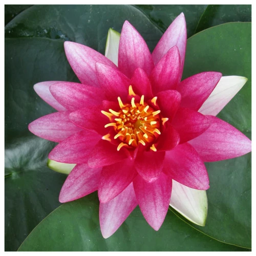 Nymphaea Attraction - Red Water Lily - Image 3