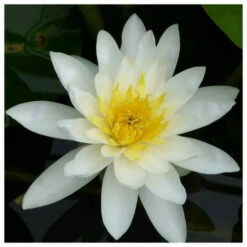 Nymphaea Marliacea Albida - White Water Lily