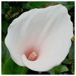Zantedeschia Aethiopica Arum Lily - 'Marshmallow'