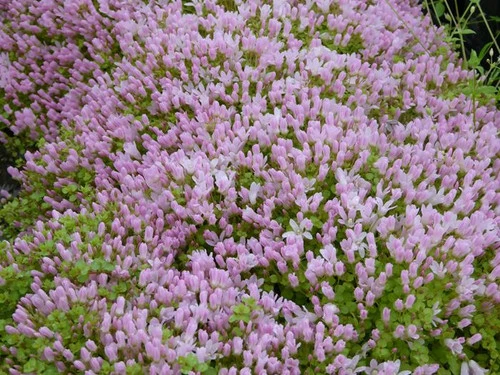 Anagallis Tenella - Bog Pimpernel - Image 3