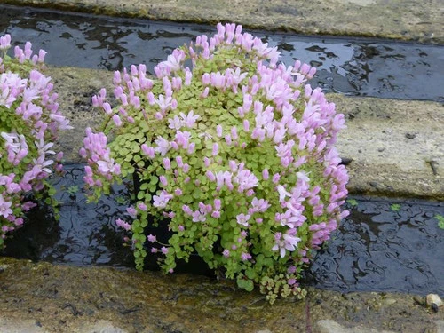 Anagallis Tenella - Bog Pimpernel - Image 4