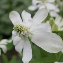 Anemopsis Californicum - Apache Beads