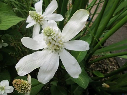 Scented Marginal Pond Plant Collection - Image 2