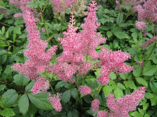 Astilbe Pink - False Goats Beard - Image 2