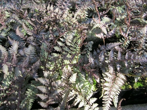 Athyrium Niponicum Metallicum - Japanese Painted Fern - Image 2
