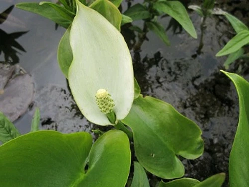 Scented Marginal Pond Plant Collection - Image 3