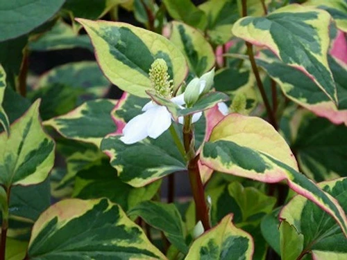 Scented Marginal Pond Plant Collection - Image 6